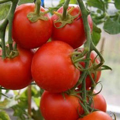 Sub Arctic Plenty, sehr frühe, rote Tomate - 20 Samen Sub Arctic Plenty, sehr frühe, rote Tomate - 20 Samen