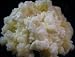 2 Tbsp Whole Milk Kefir Grains