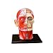 Human Head Anatomy Model