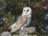 Barn Owl (Tyto Alba), on Dry Stone Wall with Hawthorn Berries in Late Summer, Captive, England Photographic Poster Print by Steve & Ann Toon, 32x24