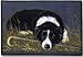 2 Pack of Border Collie Porch Doormat