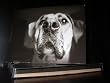 Talk to the Paw! Greeting Cards - Dog treats