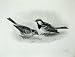 1907 House Sparrow Passer Domesticus Male Female Birds