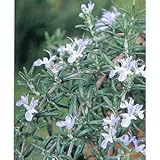 ローズマリー（ほふく性）：サンタバーバラ3号 4株セット[ハーブ苗]