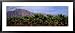 Date Palm Grove Near Borrego Springs, California, USA Framed Art Poster Print by Pano...