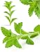 Stevia Rebaudiana Bertoni - édulcorant - Sucre Naturel - 48