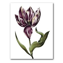 genus Tulipa 40 - 5" x 7" Museum Quality Greeting Card