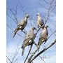 Edge by Expedite CLIP ON DOVE DECOY