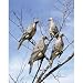 Edge by Expedite CLIP ON DOVE DECOY
