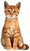 Sammy Orange Kitten Blank Die Cut Photographic Card