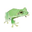 すぐできるカエル ニホンアマガエル