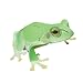 すぐできるカエル ニホンアマガエル