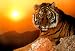 Ron Kimball Tiger Sunset Art Print POSTER wild animal - 13x19
