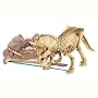 Kidzlabs - Dig A Triceratops Skeleton