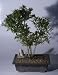 Bonsai Boy's Flowering Dwarf Pomegranate Bonsai TreeMulti Trunk Style(punica granatum)