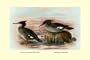 Art Poster, Auckland Island and Brazilian Mergansers - 20x30