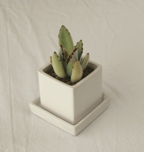 solxsol 多肉植物 cube pot x 月兎耳Kalanchoe tomentosa 器のサイズ：幅60×奥行60×高さ60(mm) 11077
