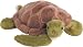 Shea turtle