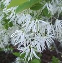White Fringetree (Old Man's Beard), 30-39 inch Tree