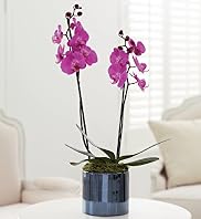 Double Orchid