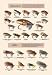 Framed Black poster printed on 20 x 30 stock. Fly-Fishing Lures: Standard and Hair