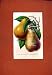 PEAR FRUIT DRAWING HAND COLORED FINE ANTIQUE ART c1831
