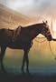 On Horses