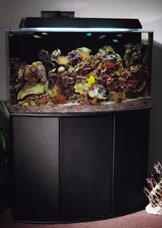bowfront aquarium stand