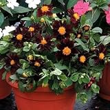 Black Beauty Dahlia 75 Seeds - The Darkest Dahlia ! - B001OCC0HY