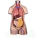 Herindera Human Female Torso Dissectable in 14 Parts RS.2000.00