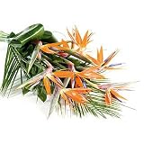 Review Flowers Direct  / Exotic Strelitzia 'Birds of Paradise' - Send Fresh Flowers From Our Value Range