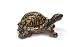 TURTLE Eastern Box MINIATURE New Porcelain NORTHERN ROSE R349