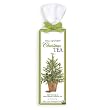 Potted Pine Christmas Tea