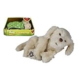 Alive Labradoodle Puppy