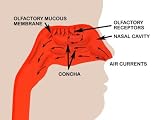 Olfactory Receptors in Sense of Smell Photographic Poster Print, 40x30