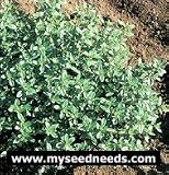 Thyme Herb - 200 Seeds