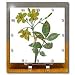 Flowers Carolina Jasmine - 6x6 Desk Clock
