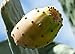 *SWEET FRUIT* YELLOW CACTUS PEAR*5 seeds*RARE*#1036