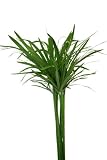Hughes Water Gardens Umbrella Palm (3 Plants)