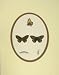 1860 Hand Coloured Butterfly Rockeyed Underwing Print