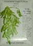 Edamame Green Soybean Seeds