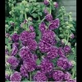 Amazon / Hirts: Perennials; Sun: Chaters Double Purple Hollyhock - 25 Plants - Alcea