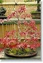 Burgandy Lace Japanese Maple 7 Seeds - Acer - Bonsai