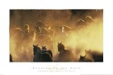 Running in the Gold, Horses Art Poster Print by David Stoecklein, 36x24