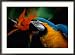 A Portrait of Henry the Macaw, Who Resided in National Geographics Explorers Hall for over 20 Years Art Styles Framed Photographic Poster Print by Scott Sroka, 35x26
