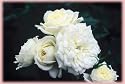 Bridal Sunblaze (own root) (Rosa Miniature) - Bare Root Rose