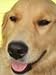 Pamper your Dog (130 Recipes for your Canine Friend)