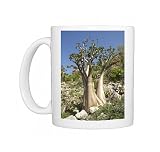 Bottle-tree (desert rose) (adenium obesum) endemic to island, near Hadibu, Photo Mugs