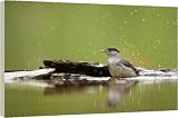 Box Canvas Print of Blackcap - Male bathing in forest pool from Ardea