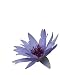 Isolated Water Lily - 24